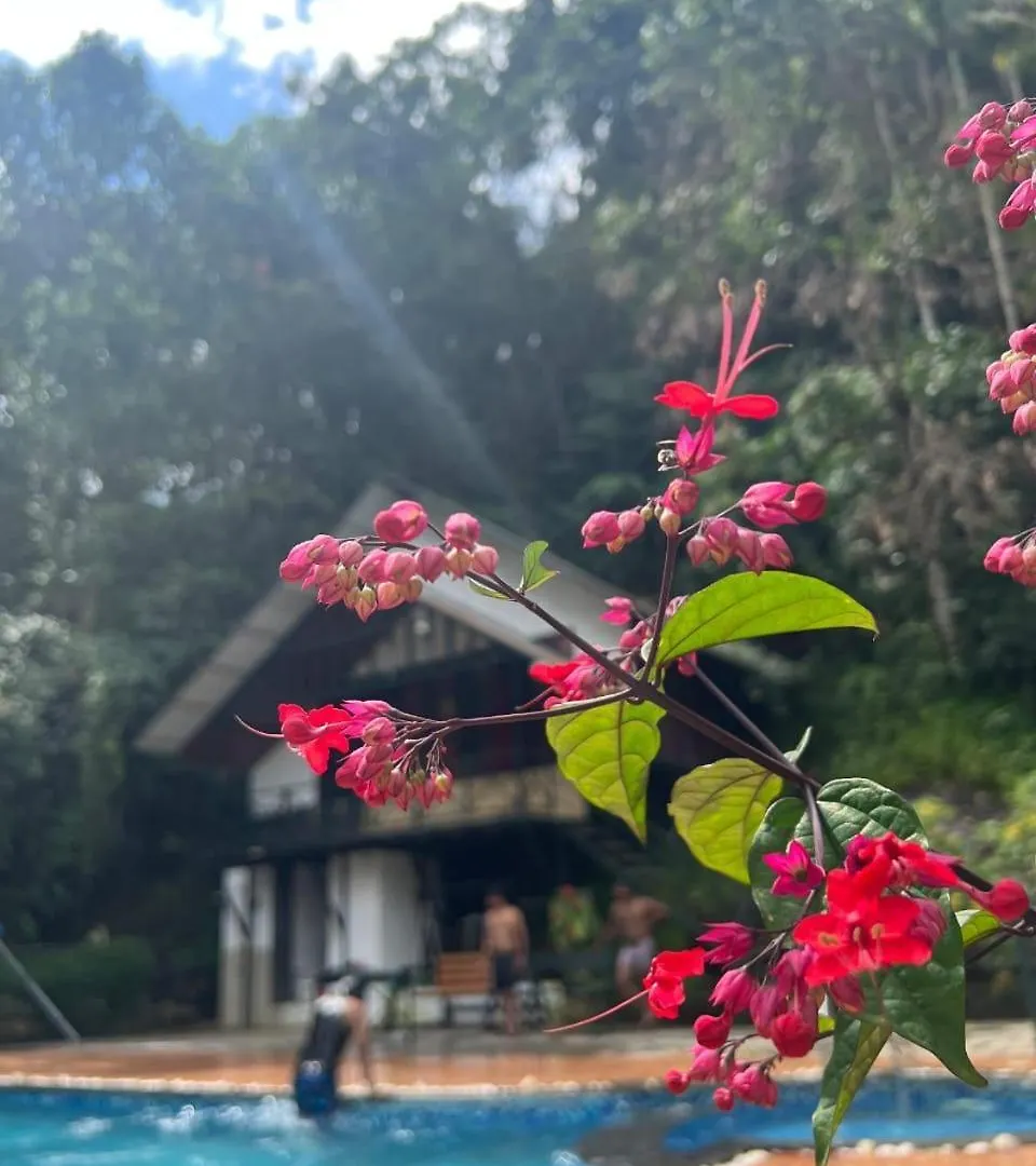 Brook Valley Resort Vythiri